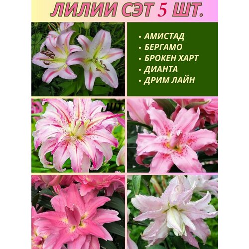 ������ ������ ����� ���������, ��������, ��� �� 5 ���� ����