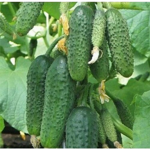 ������ ������ ������������� ������ ������ F1 ����������� ���� ����