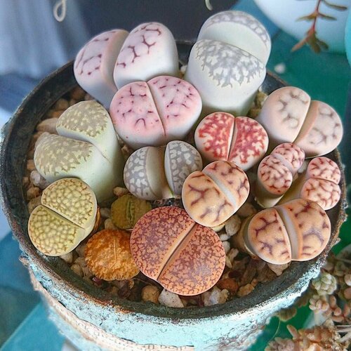 ������ ������ ����� ����� ����, ������, ������ 15��. (Lithops) ����