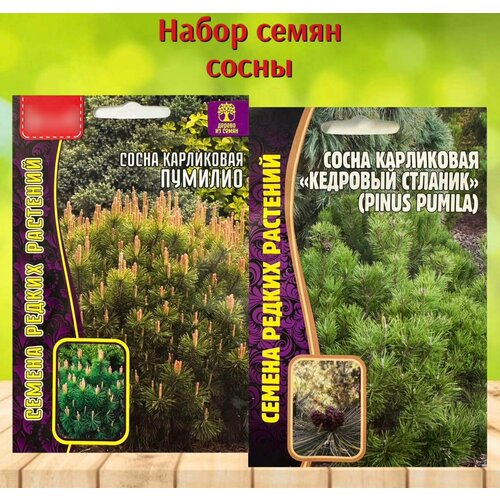 ������ ������ ����� ������ ������� �������� ����� ���������� �������� ������� � �������. ����� 2 ��. ����