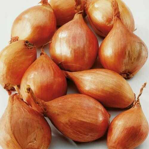 ������ ������ ������������� ������ ���� ����� ��������� ����