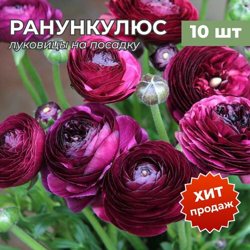 ������ ������ �������� ����������� �� ������� ����� 10 �� ����