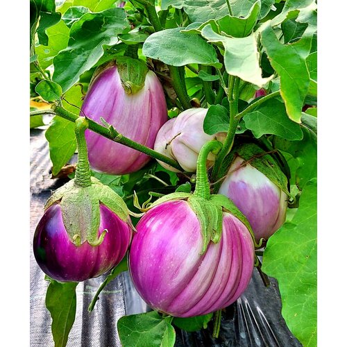 ������ ������ ������ �������� ������� ��� (Snow Ball) / Seeds And Goods / � �������� zip-lock ��� ���������� 10 ����� ����