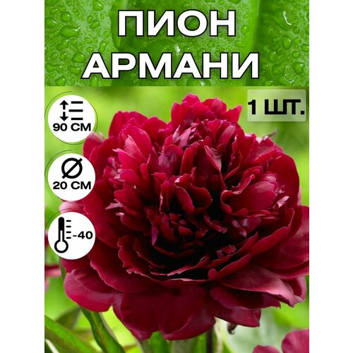 ������ ������ ���� �����������, ������ ������� ��� ������� ����