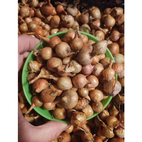 ������ ������ ��� �������� ��������������� 0,5 ��. ������ ������� 18-32�� ����