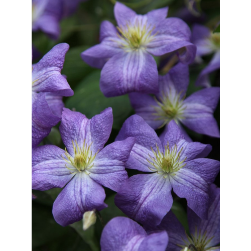 ������ ������ �������� ������ (�9) ����