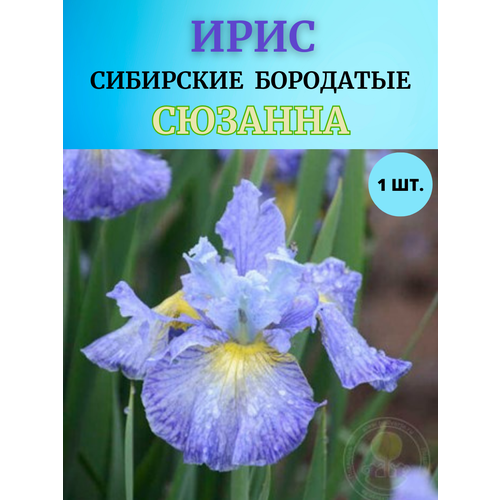 ������ ������ ���� �������� �������, ����������� ����� ����