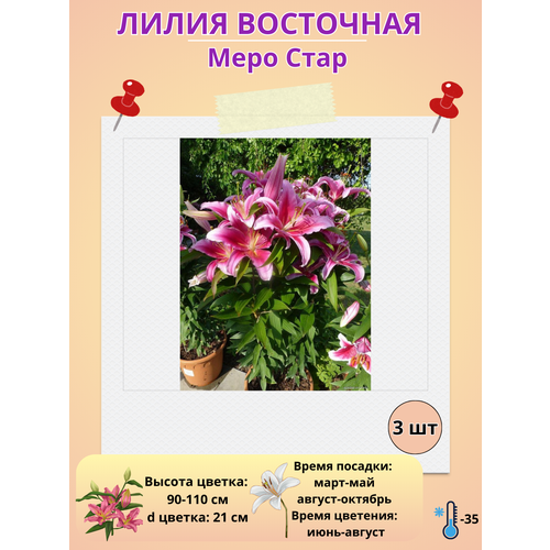 ������ ������ ����� ��������� ���� ����, ����������� ����� ����