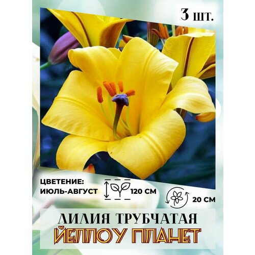 ������ ������ ����� ���������, �������� 3��. ����