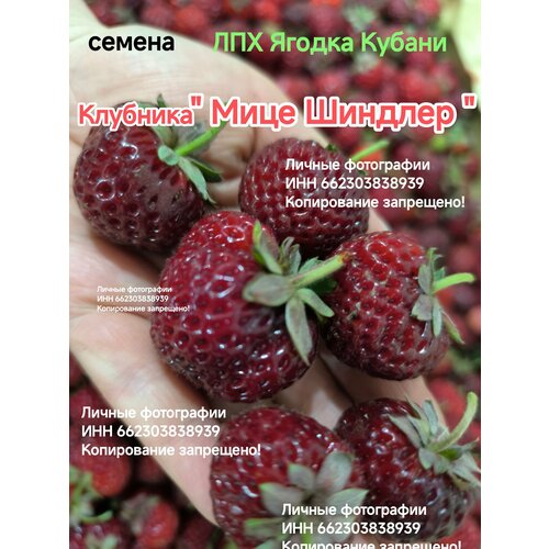 ������ ������ �������� 