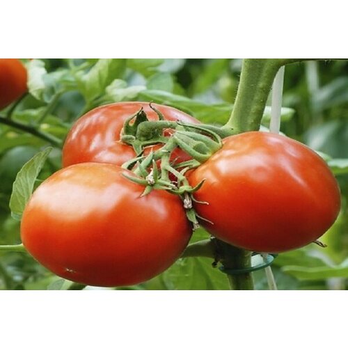 ������ ������ ������ ����� ����� 15�� ��� ������ (��������� ���) ����