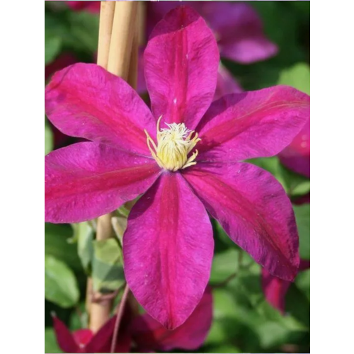 ������ ������ �������� ��������������� ������ (�9) ����