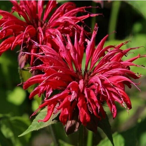 ������ ������ ������ ������� ��������� ���� ������ (100 ����) ����