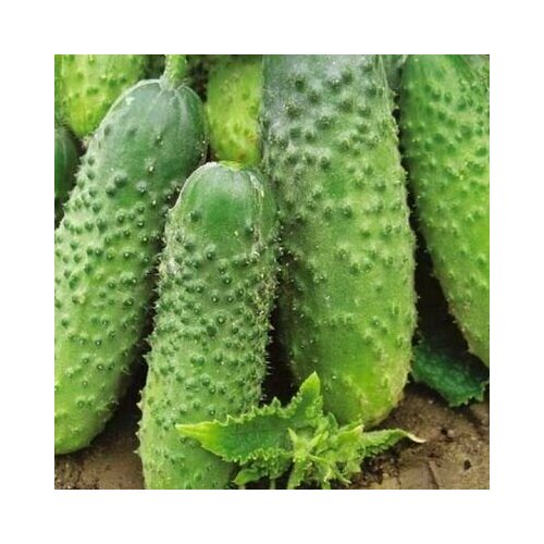 ������ ������ ������������� ������ ������ F1 ������� ����