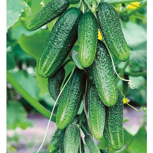 ������ ������ ������������� ������ ������ F1 ���� ���� ����