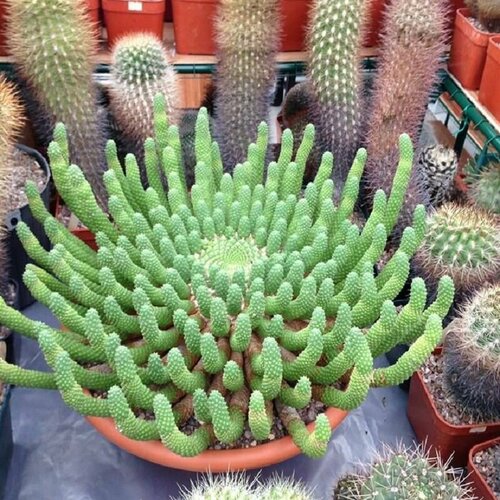 ������ ������ �������, �������� ������������, Euphorbia Inermis, ������ ����