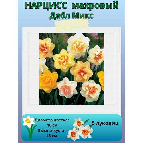 ������ ������ ������� ���� ����, ����������� �����, �������� ��� ������� 5 �� ����