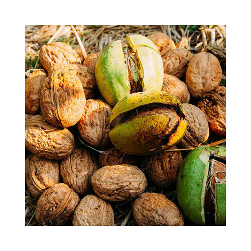 ������ ������ ���� ������������ ������� (�. �. ������), 1 ������� ����