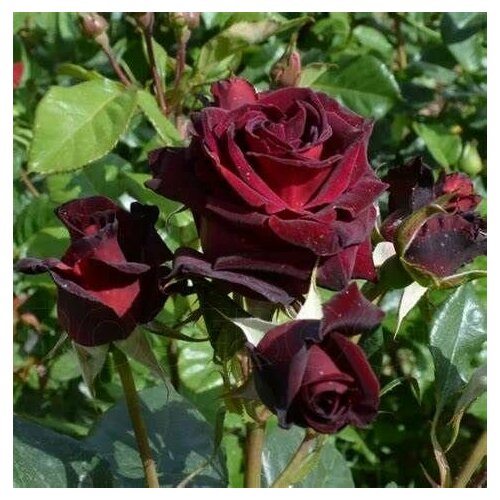 ������ ������ ���� ��������� ������ ����� 2�� ����