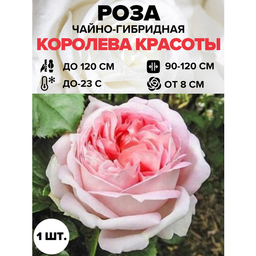 ������ ������ ���� �������� ������� �����-��������� 1��. ����