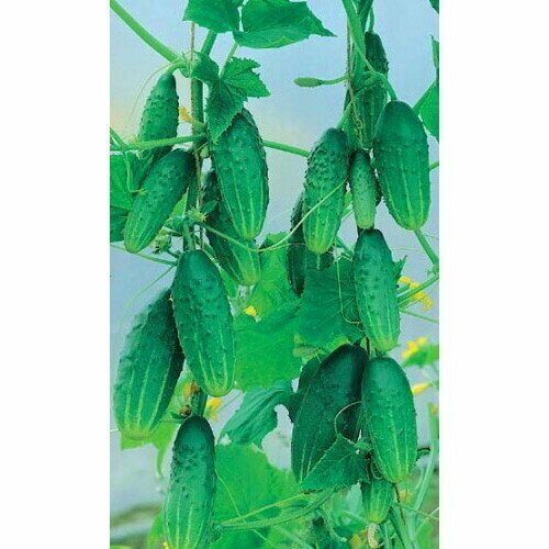 ������ ������ ������ ������ ������� F1 8�� (��) �/� ����