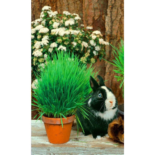 ������ ������ ������ ����� ��� �������� �������� (��) �/� ����