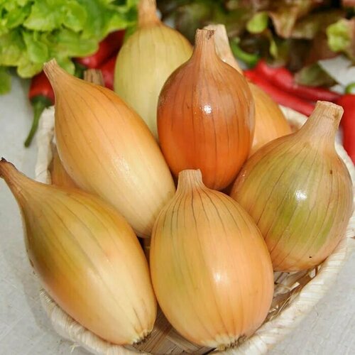 ������ ������ ������������� ������ ���� �������� ������� ����