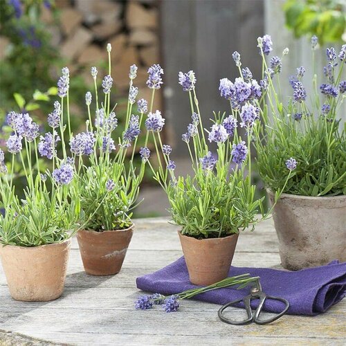 ������ ������ ������� �������, ������, 30 �� ����