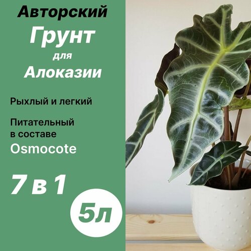 ������ ������ ����� ��� �������� 5� / ������� ����