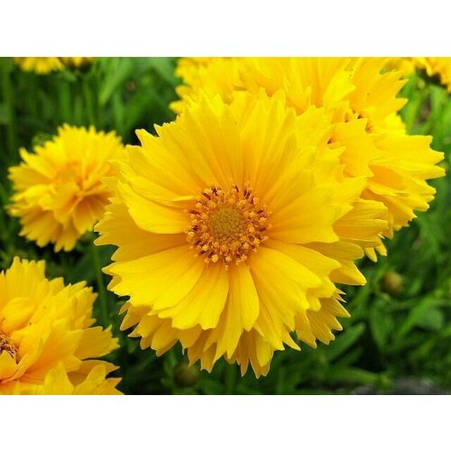 ������ ������ ��������� ����������� ��������� �����, 45 �� ����� ����