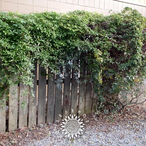 ������ ������ ������ ������ ����������� (���. Akebia quinata) 5�� �� Green Legacy ����