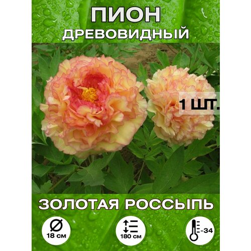 ������ ������ ���� ������� �������, ��������� ����