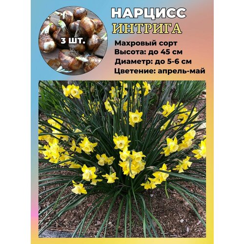 ������ ������ ������� ��������, �������� 3 ����� ����