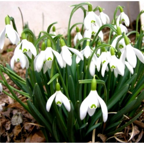    - Galanthus (   5 )/ ,   ,  /  , ,      -     , -,   