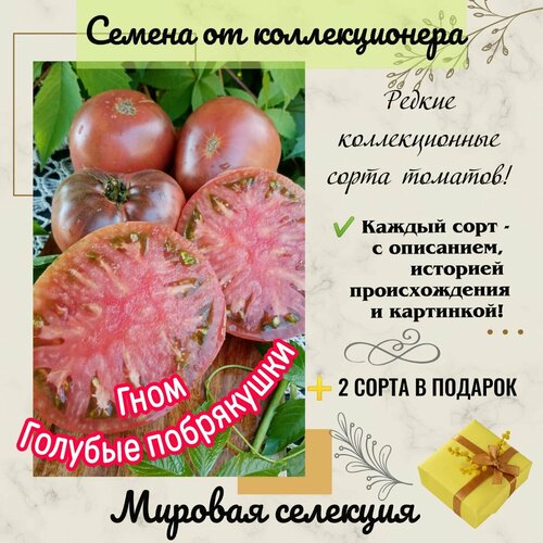 ������ ������ ���� ������� ����������, ����� 