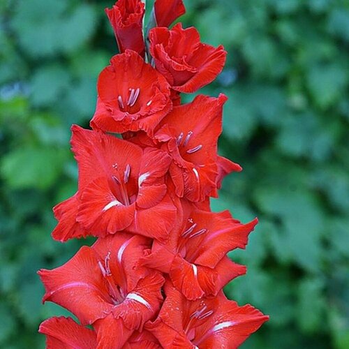 ������ ������ ��������� �� ������ ������ (3 �� ������� � ��������) ����