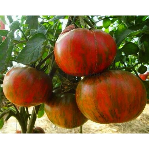 ������ ������ ������������� ������ ������ ������� ��������� ��������� �������� ����