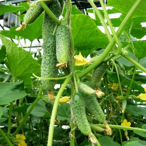 ������ ������ ������������� ������ ������ ���� F1 ����