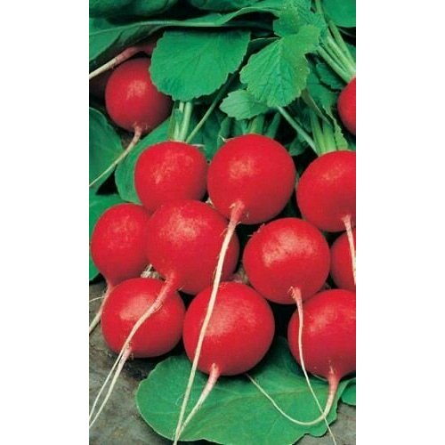 ������ ������ ������������� ������ ������ F1 ������ ����