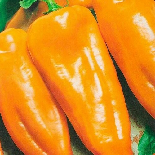 ������ ������ ������������� ������ ����� �������� ���������� ����