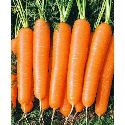 ������ ������ ������������� ������ ������� �������� F1 ����