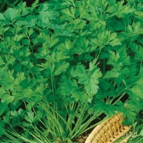 ������ ������ ������������� ������ �������� ������� ����