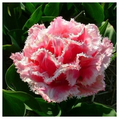 ������ ������ �������� ����������� , �������� ���� QUEENSLAND (5 ����) ����