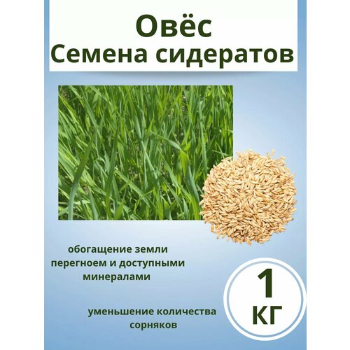 ������ ������ ���� ������ ������� 1�� ����