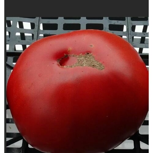 ������ ������ ������������� ������ ������ ����������� ������ ����