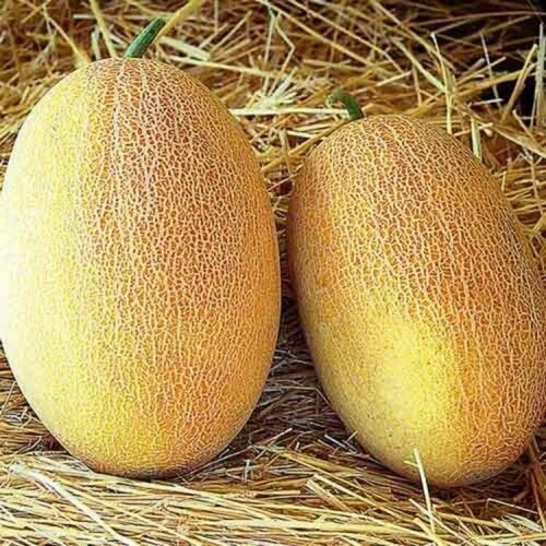 ������ ������ ������������� ������ ���� ������� F1 ����