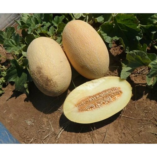 ������ ������ ������������� ������ ���� ������ F1 ����