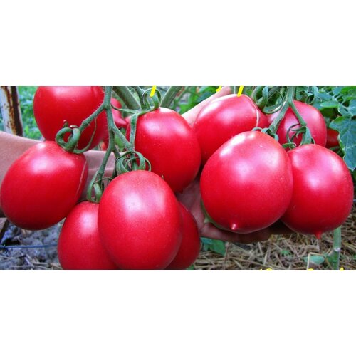 ������ ������ ������������� ������ ������ �� ����� ������� ������� ����