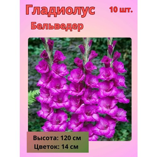 ������ ������ ��������� ��������������� ���������, �������� ���������� ����