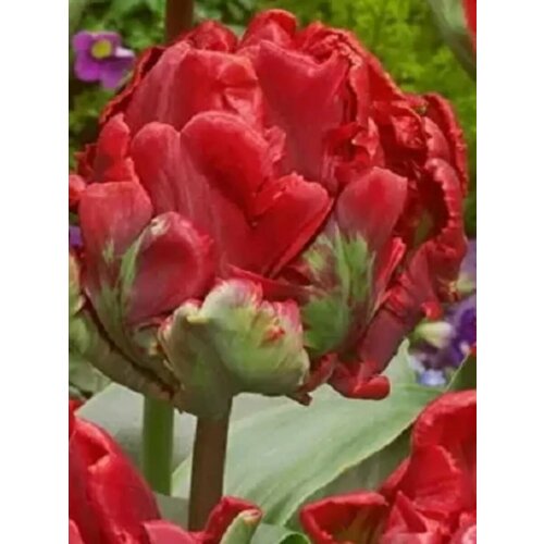 ������ ������ �������� ������� ������ - 10 ��. ����